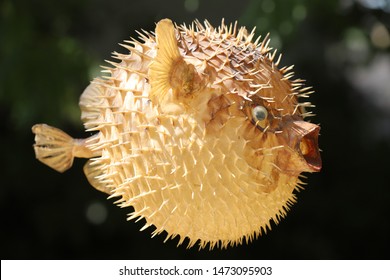 Blowfish Bilder Stockfotos Und Vektorgrafiken Shutterstock