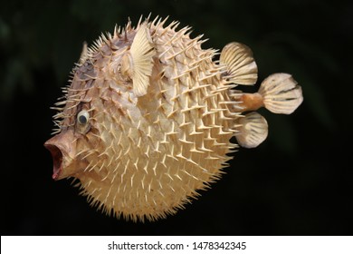 Blowfish Bilder Stockfotos Und Vektorgrafiken Shutterstock