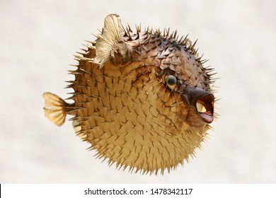 Photo of a prepared blowfish against white background