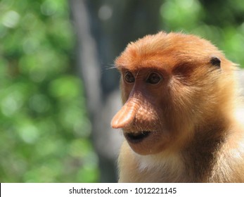 Funny Face Baby Monkey Stock Photo Edit Now