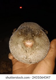 photo of a pufferfish expanding