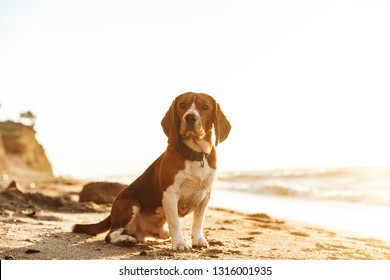 Photo d'un chien rebroussé avec un collier assis sur du sable au bord de la mer le matin : photo de stock