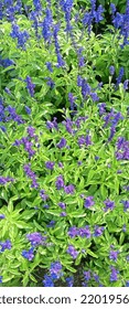 Photo Of Purple Flowers Spread Out In The Garden