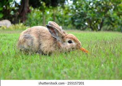 A Photo Of A Rabbit Eating Carrot.