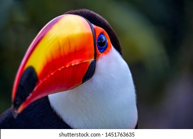 1,730 Tucano Images, Stock Photos & Vectors | Shutterstock