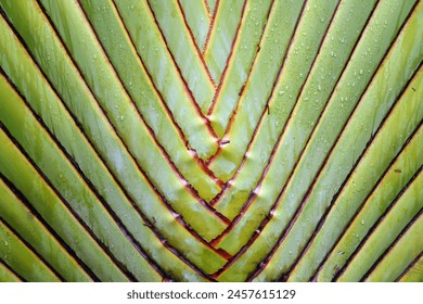 photo of Ravenala madagascariensis plant leaves. fill the frame