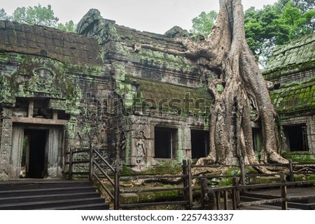 A photo of the recently installed wooden walkway in front of the famous spung tree that grows on the roof of the Ta Prohm temple. It was built here to protect the tree from damage caused by tourists. 