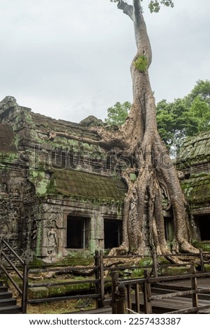 A photo of the recently installed wooden walkway in front of the famous spung tree that grows on the roof of the Ta Prohm temple. It was built here to protect the tree from damage caused by tourists. 