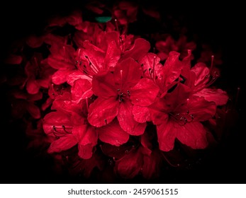 Una foto flores rojas