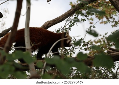 A photo of a red panda is climbing on a tree branch