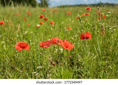 Photo of red poppies blooming in the tall green grass. A meadow in the middle of a forest and a small piece of blue sky. Summer mood and Sunny day