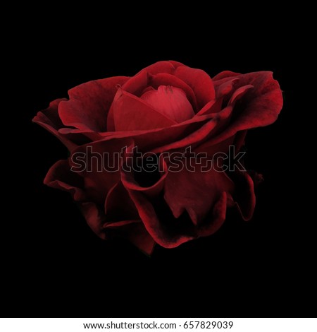 Photo of a Red Rose on a Black Background