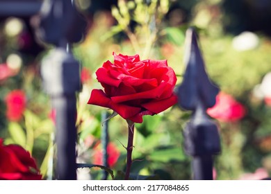A photo of a red rose sneaking through a fence.