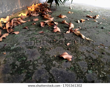 photo of red shoots falling down on dried brown leaves