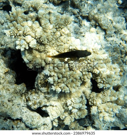 Photo of redlip blenny fish in coral reef