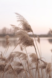A Photo Of A Reed In The Style Of A Boho. A Plant Waving In The Wind, Light Pastel Beige Colors.