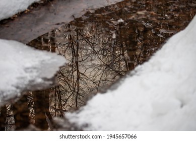 Photo of Reflection of tree in the forest in stream, witner in polish mountains