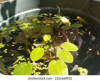 Photo Of A Reuse Of A Plastic Bucket As A Mini Pond With Fish, Water Lilies And Other Aquatic Plants. It Can Be Used For Something Related Nature, Aquatic, Ecosystem, Fish