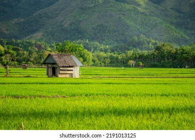 Photo Rice Field Hut Sunset Afternoon Stock Photo 2191013125 | Shutterstock