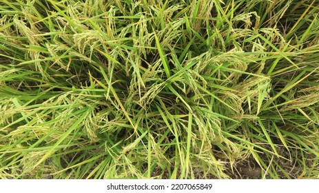 Photo Of Rice In Rice Fields From Above.