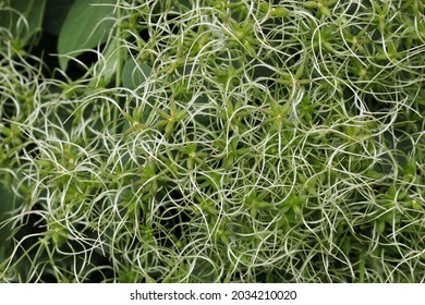 Photo Ripening Seeds Of Clematis (lat. Clematis) - A Genus Of Plants In The Family Ranunculaceae. Grade - White Cloud