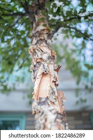 Photo Of A River Birch Tree