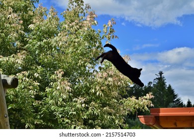 A Photo Of A Robinia Pseudoacacia Tree And A Black Cat Jumping Onto A Roof