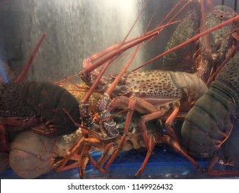 Photo Of A Rock Lobster, Red Rock Lobster, Spiny Rock Lobster, Langustas, Langouste, Also Called Sometimes Called Crayfish, Sea Crayfish, Or Crawfish In Australia, New Zealand, Ireland, South Africa.