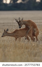 Фотография косули на поле