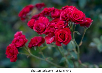 Photo Of The Rose Bush Red.