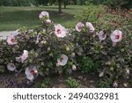 A photo of rose mallow plants at the University of Kentucky Arboretum. These plants are part of the Hibiscus moscheutos family. This photo includes some other plants and trees in the background.