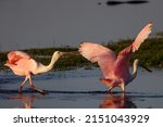 A photo of roseate spoonbills fighting or playing in the river, Myakka River State Park, Florida