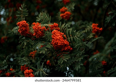 Photo of a rowan tree, focus is on three huge bunches of red berries - Powered by Shutterstock