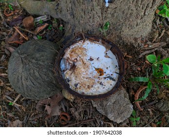 A Photo Of Rubber Or Tapping A Rubber Tree That Releases Sap Which Can Be Used To Make Car Tires And So On