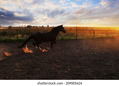 Photo Running Horse In Dust At Sunset.