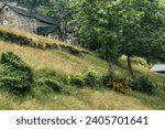 photo of a rural view of an old cabin in the middle of the forest, natural photography there is an old cabin in the forest,quiet forest and rural themes