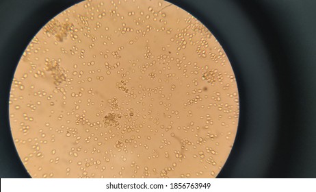 Saccharomyces Cerevisiae Hd Stock Images Shutterstock