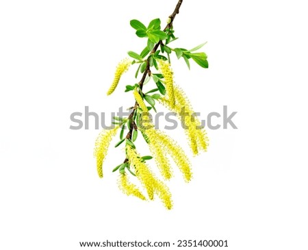 photo of Salix triandra. Almond willow, Willow male flowers isolated un white