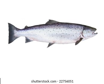 Photo Of Salmon On White Background