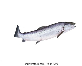 Photo Of Salmon On White Background