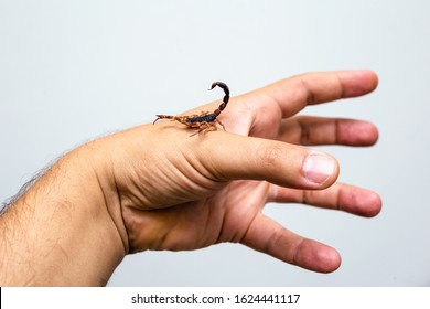 photo of a scorpion sting in a person's hand. Scorpion sting, scorpion poison. Tityus serrulatus, known as yellow scorpion, is a typical the Southeast, Midwest and Northeast of Brazil