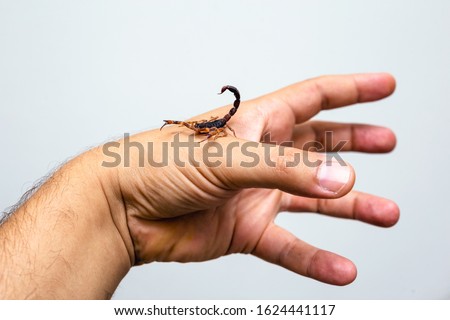 photo of a scorpion sting in a person's hand. Scorpion sting, scorpion poison. Tityus serrulatus, known as yellow scorpion, is a typical the Southeast, Midwest and Northeast of Brazil