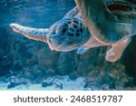 photo of Sea turtle in the Galapagos island. Green sea turtle swimming peacefully along the seafloor in the shallow waters just off the beach. Swimming above a coral reef close up