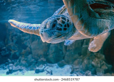 photo of Sea turtle in the Galapagos island. Green sea turtle swimming peacefully along the seafloor in the shallow waters just off the beach. Swimming above a coral reef close up