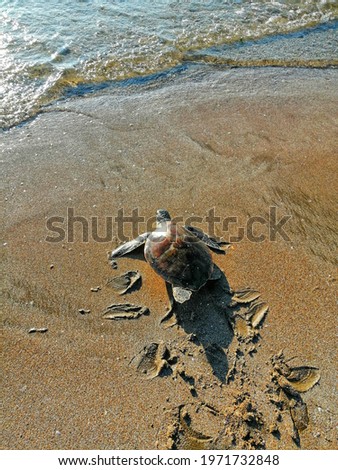 Similar – Image, Stock Photo Dead Dove IV Pigeon Animal