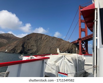 A photo of a seagull on a boat ride under the golden gate bridge in Marine Country/ San Francisco - Powered by Shutterstock