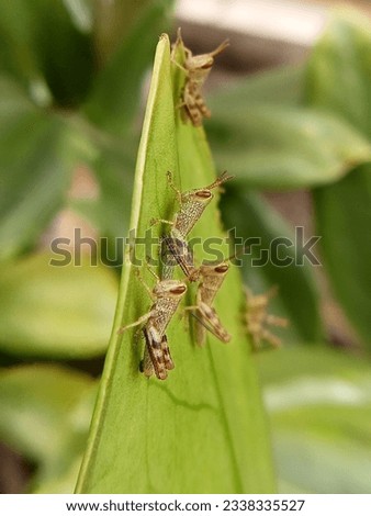 Photo of several baby green grasshoppers on a leaf