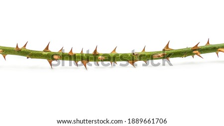 Photo with shallow depth of field.Rose stalk with thorns on a white background.