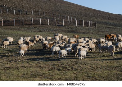 Photo Sheep Mongol Stock Photo 1488549695 | Shutterstock