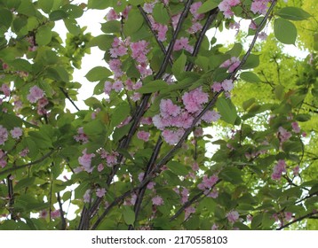 photo of shiny pink flowers at tree branches, the harbinger of spring - Shutterstock ID 2170558103